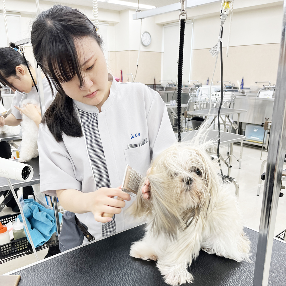 ☆学校犬と一緒にトリミング実習☆